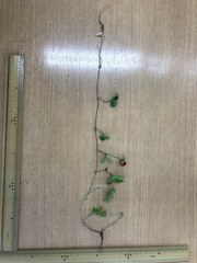 Potentilla hebiichigo