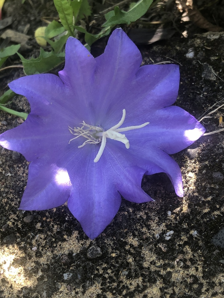 Peach-leaved Bellflower