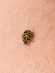 Psyllobora vigintiduopunctata