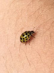 Psyllobora vigintiduopunctata