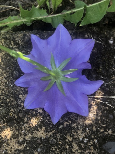 Campanula persicifolia