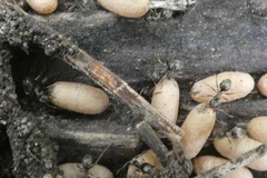 Lasius