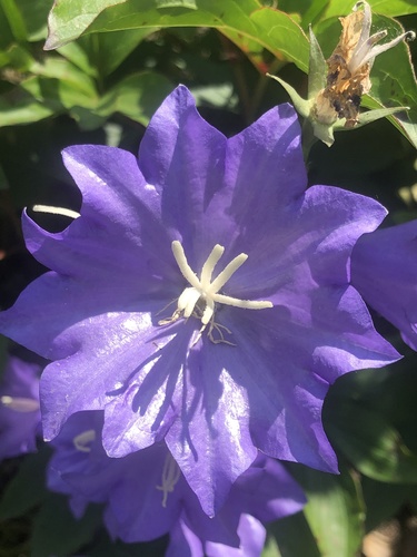 Campanula persicifolia