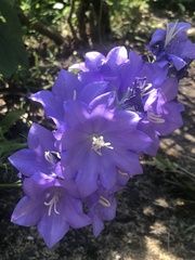 Campanula persicifolia