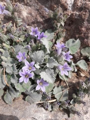 Campanula topaliana