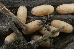 Lasius