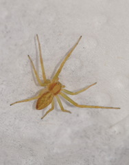Philodromus rufus