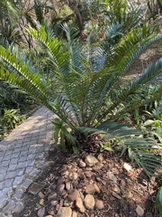 Encephalartos