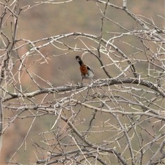 Curruca subcoerulea subcoerulea