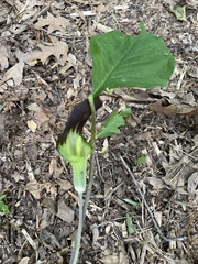 Arisaema triphyllum