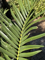 Encephalartos