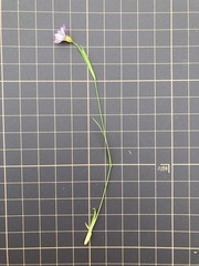 Sisyrinchium rosulatum