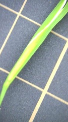 Sisyrinchium rosulatum