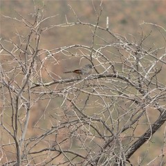 Curruca subcoerulea subcoerulea