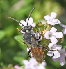 Nomada fabriciana