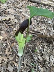 Arisaema triphyllum
