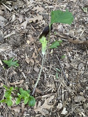 Arisaema triphyllum