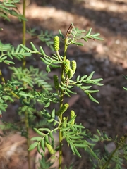Acacia drummondii