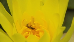 Halictus concinnus