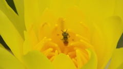Halictus concinnus