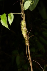 Anolis latifrons