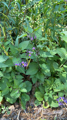 Solanum dulcamara