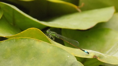 Ischnura saharensis