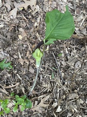 Arisaema triphyllum