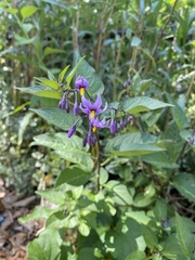 Solanum dulcamara