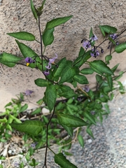 Solanum dulcamara
