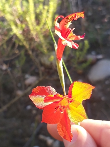 Image of Gladiolus teretifolius by (c) kevin koen, some rights reserved (CC BY-SA)