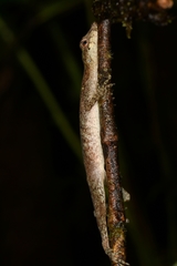 Anolis maculiventris