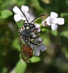 Nomada fabriciana