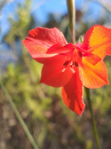 Image of Gladiolus teretifolius by (c) kevin koen, some rights reserved (CC BY-SA)