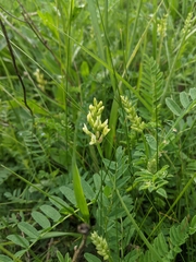 Astragalus cicer