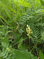 Astragalus cicer