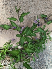 Solanum dulcamara