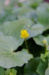 Ficaria verna