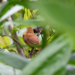 Rhytipterna holerythra