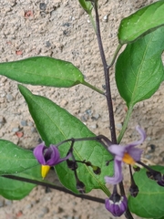 Solanum dulcamara