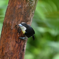 Capito maculicoronatus