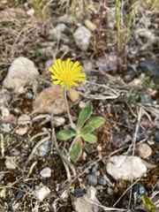 Pilosella officinarum