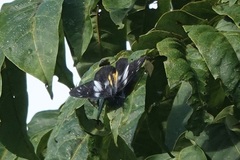 Delias henningia