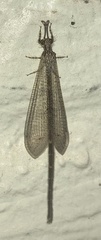 Peruveleon dorsalis