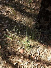 Platysace filiformis