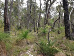 Eucalyptus marginata