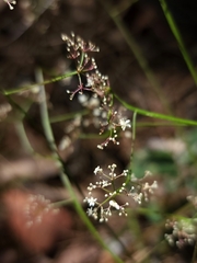 Platysace filiformis