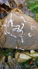 Spirobranchus triqueter