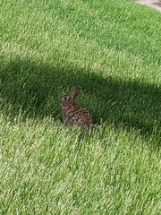 Sylvilagus floridanus