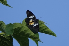 Delias henningia